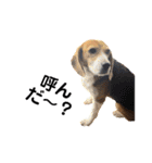 エル うちのビーグル犬（個別スタンプ：20）