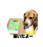 エル うちのビーグル犬（個別スタンプ：21）