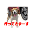 エル うちのビーグル犬（個別スタンプ：22）