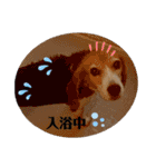 エル うちのビーグル犬（個別スタンプ：24）