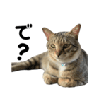 ねこのだいきち（個別スタンプ：3）