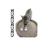 ねこのだいきち（個別スタンプ：5）