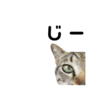 ねこのだいきち（個別スタンプ：6）