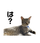 ねこのだいきち（個別スタンプ：8）
