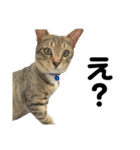 ねこのだいきち（個別スタンプ：9）