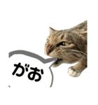 ねこのだいきち（個別スタンプ：11）