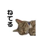 ねこのだいきち（個別スタンプ：14）