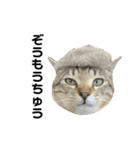 ねこのだいきち（個別スタンプ：15）