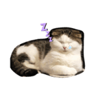 ねこDTの人生 1.5（個別スタンプ：1）