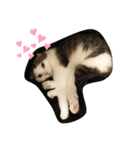 ねこDTの人生 1.5（個別スタンプ：2）