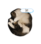 ねこDTの人生 1.5（個別スタンプ：3）
