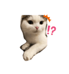 ねこDTの人生 1.5（個別スタンプ：4）