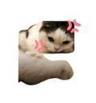 ねこDTの人生 1.5（個別スタンプ：5）