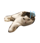 ねこDTの人生 1.5（個別スタンプ：6）