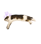 ねこDTの人生 1.5（個別スタンプ：7）