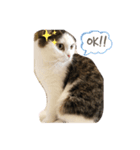 ねこDTの人生 1.5（個別スタンプ：9）
