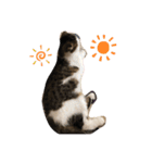 ねこDTの人生 1.5（個別スタンプ：10）