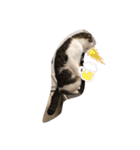 ねこDTの人生 1.5（個別スタンプ：11）