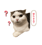ねこDTの人生 1.5（個別スタンプ：12）