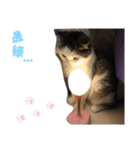 ねこDTの人生 1.5（個別スタンプ：13）