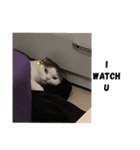 ねこDTの人生 1.5（個別スタンプ：14）