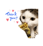 ねこDTの人生 1.5（個別スタンプ：15）