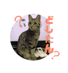 ねこ ミーア フェレット（個別スタンプ：1）