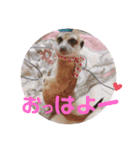 ねこ ミーア フェレット（個別スタンプ：2）