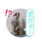 ねこ ミーア フェレット（個別スタンプ：3）