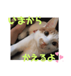 ねこ ミーア フェレット（個別スタンプ：4）