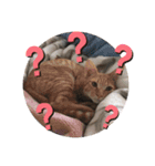 ねこ ミーア フェレット（個別スタンプ：6）