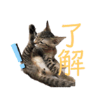ねこ ミーア フェレット（個別スタンプ：7）