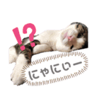 ねこ ミーア フェレット（個別スタンプ：8）