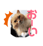 ねこ ミーア フェレット（個別スタンプ：9）