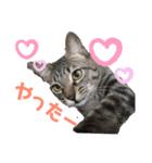 ねこ ミーア フェレット（個別スタンプ：10）