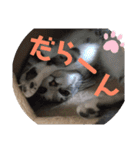 ねこ ミーア フェレット（個別スタンプ：11）