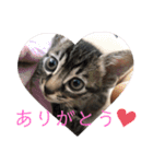 ねこ ミーア フェレット（個別スタンプ：12）