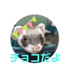 ねこ ミーア フェレット（個別スタンプ：13）