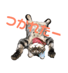 ねこ ミーア フェレット（個別スタンプ：14）