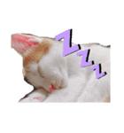 ねこ ミーア フェレット（個別スタンプ：15）