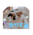 ねこ ミーア フェレット（個別スタンプ：16）