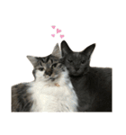 Anzu and Anzu friends cat stamp（個別スタンプ：4）