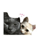 Anzu and Anzu friends cat stamp（個別スタンプ：9）