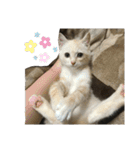 Anzu and Anzu friends cat stamp（個別スタンプ：10）