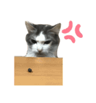 Anzu and Anzu friends cat stamp（個別スタンプ：17）