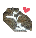 Anzu and Anzu friends cat stamp（個別スタンプ：23）