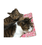 Anzu and Anzu friends cat stamp（個別スタンプ：27）