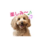 ダップー 日常会話スタンプ（個別スタンプ：4）