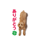 ダップー 日常会話スタンプ（個別スタンプ：7）