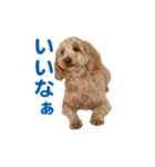 ダップー 日常会話スタンプ（個別スタンプ：8）